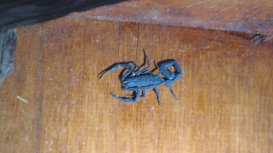 Dieser nette kleine Geselle, klebte in der ersten Nacht an der Wand der Speisehütte - bitte nicht in den Teller fallen 