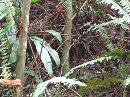 Konzentriert euch auf das grösste Blatt, dort ist eine Wespe ersichtlich. Am zweiten Tag nach nicht mal 5 Minuten Dschungel-Hiking hat mich so ein blödes Biest gestochen...