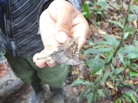 Dieser Frosch ist ziemlich gut getarnt