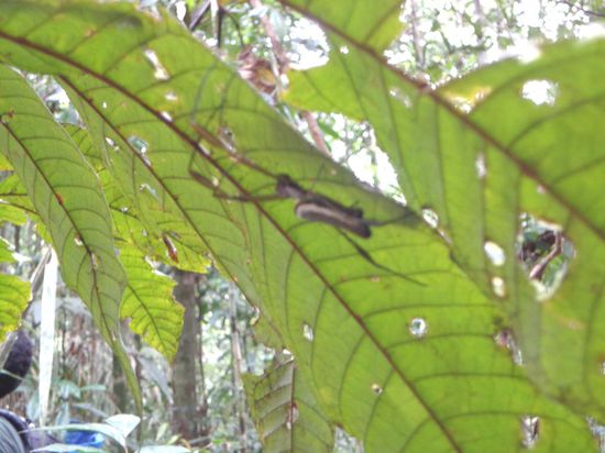 Die war so ca. 10cm lang...