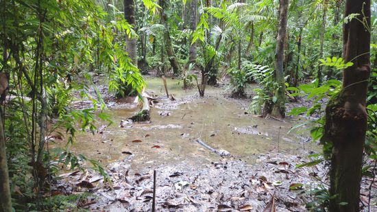 Ja, durch diesen Sumpf mussten wir durch... schaut weiter unten...