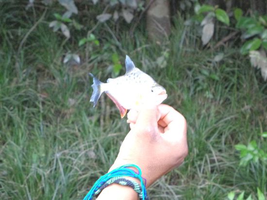 Piranha-Fischen - mein einziger Fang - war wohl Glück 