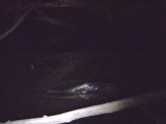 Da war meine Kamera nun wirklich überfordert - ein Alligator