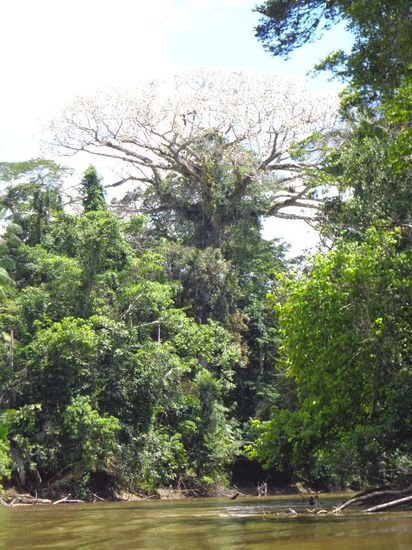 Dieser Baum ist ca. 40 Meter hoch