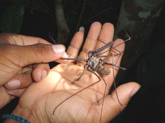 Beim Dschungel-Hiking in der Nacht - das wohl hässlichste Insekt, das ich je gesehen habe - eine Skorpionspinne... ungefährlich, wenn man dem Guide glauben will 