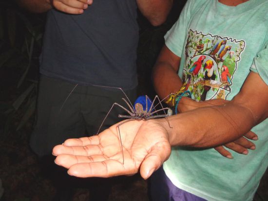 Einmal mussten wir alle Lichter für 2, 3 Minuten ausmachen - die Geräusche die alle Tiere miteinander machen erinnert schon fast an Musik - sehr eindrucksvoll...