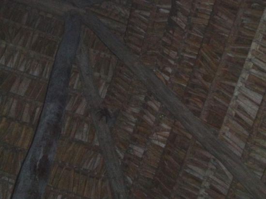 Da hängt doch glatt ne Tarantel an der Decke der Speisehütte 