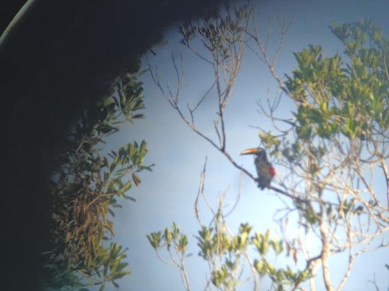 Ein Tukan durch das Teleskop fotografiert - der lange Schnabel dient der Regulierung der Blutzufuhr bzw. der Kontrolle des Wärmehaushalts - verrückt...