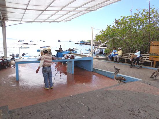 Den Fischmarkt in Puerto Ayora fanden die Pelikane und die Möwen ziemlich interessant 