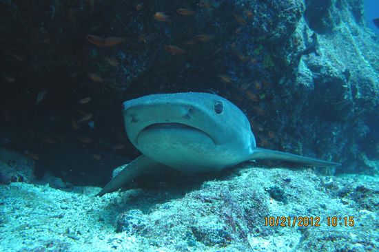 Nochmals einer von vorne - die Bilder mit Datum und Uhrzeit stammen von dem Tauchguide... die Sichtverhältnisse waren teilweise nicht sehr gut und meine Kamera deshalb etwas überfordert 