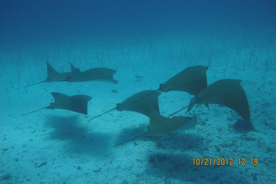 Eine Schule von Rochen, im Hintergrund Sandaale