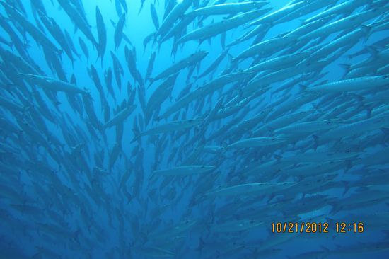 Schwarm Barracudas