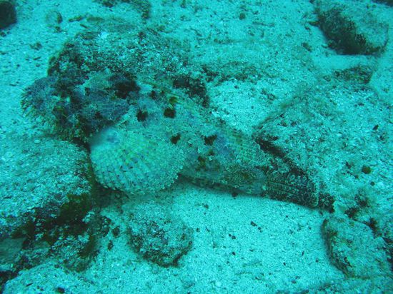 Drachenkopf - ziemlich schwer zu entdecken und ziemlich giftig