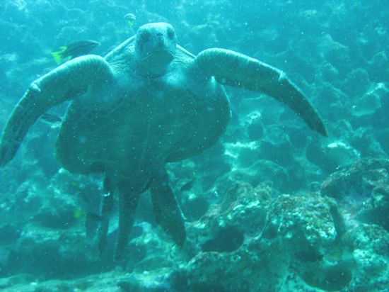 Am zweiten Tauchtag - die Schildkröte hatte überhaupt keine Angst vor Tauchern