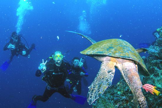 Ich und die gleiche Schildkröte - Peace Dude  Thanks to Greg for the picture