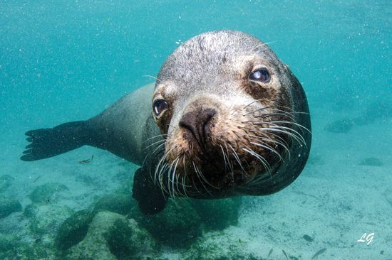 Seelöwe - amazing Picture Greg!!! Thank you so much...