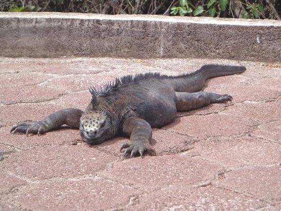 Meerechse aufm Weg zur Darwin Forschungsstation - ziemlich relaxed 