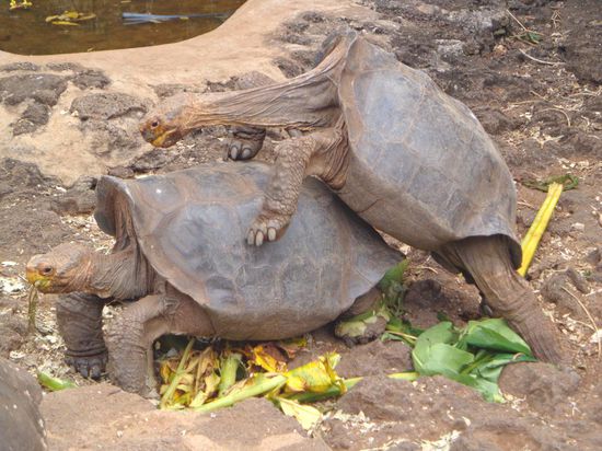 Ha, erwischt!  in der Darwin Forschungsstation