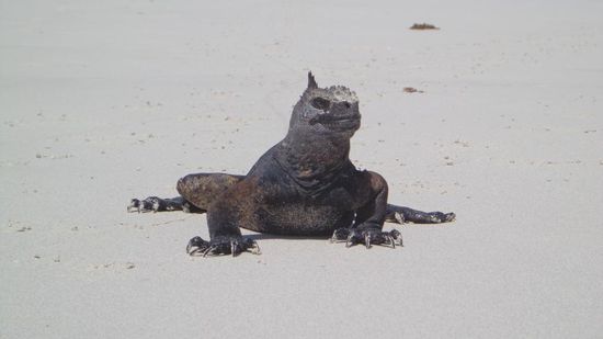 Meerechse auf selbem Strand