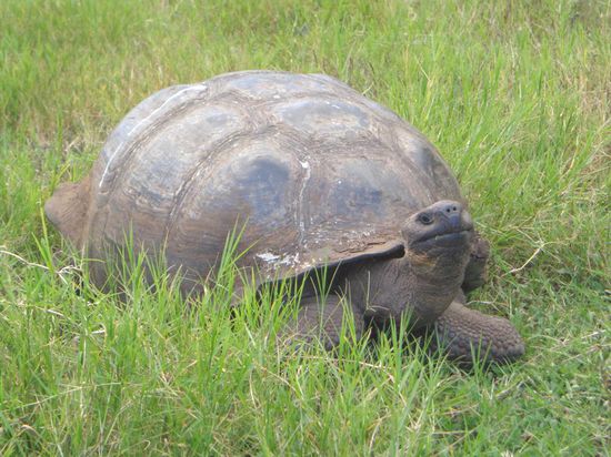 Riesenschildkröte beim ersten Ausflug am ersten Tag