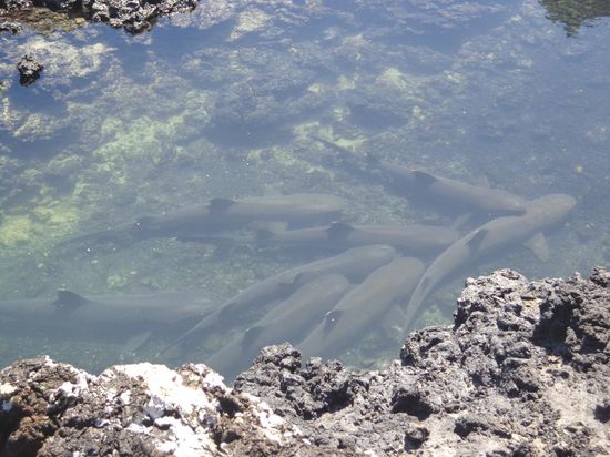Eine Menge Weissspitzenriffhaie beim ersten Ausflug am zweiten Tag
