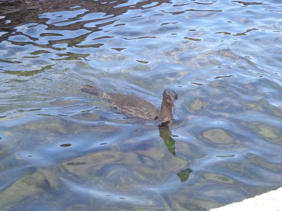 Galapagos Kormoran - kann nicht fliegen, dafür gut tauchen 
