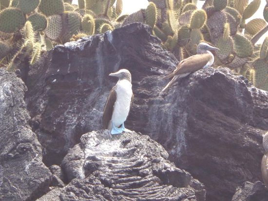 Blaufusstölpel oder auf Englisch in Mehrzahl: Blue footed Boobies 