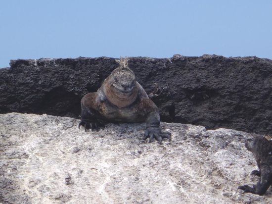 Sieht ein bisschen aus wie Godzilla 