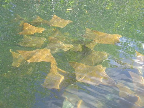 Rochen vom Schlauchboot aus