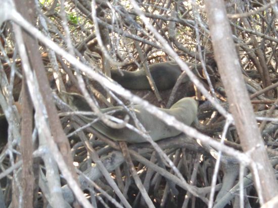 Sealions auf Bäumen schlafend - Treelions 