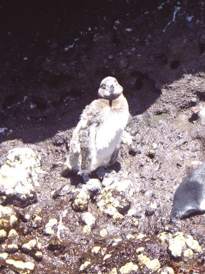 Galapagos Pinguin - so pelzig, da noch ziemlich jung