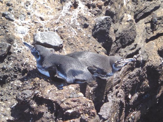 Die älteren Artgenossen