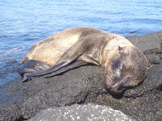 Seelöwenbaby - einfach süss