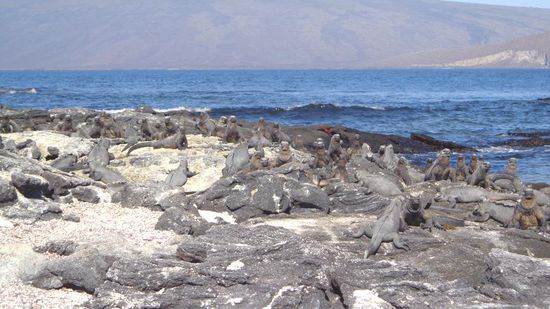 Unzählige Meerechsen