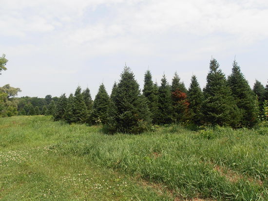 Schaut euch die Bäume an