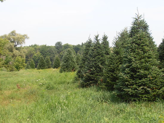 Auch beim näheren Betrachten, wachsen weder elektrische noch Waschskerzen mit. Das erfolgt im nächsten Schritt.
