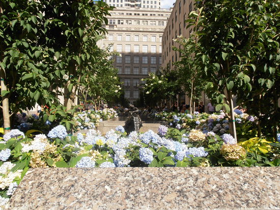 eine ungeheure Blumenpracht am Rocki