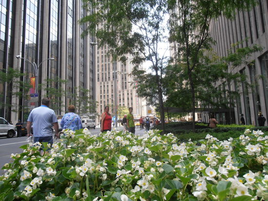 einetolle Blumenpracht auf dem Weg zum Top of the Rock