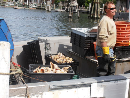 Ein Fischer bringt gerade frischen "Nachschub"