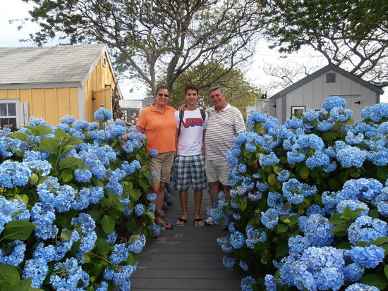 Hortensien sind auf der Insel Allgegenwärtig
