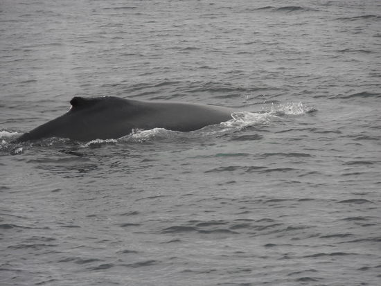 Das Problem war immer, die Kamera dann bereit zu haben, wenn der Wal auftauchte