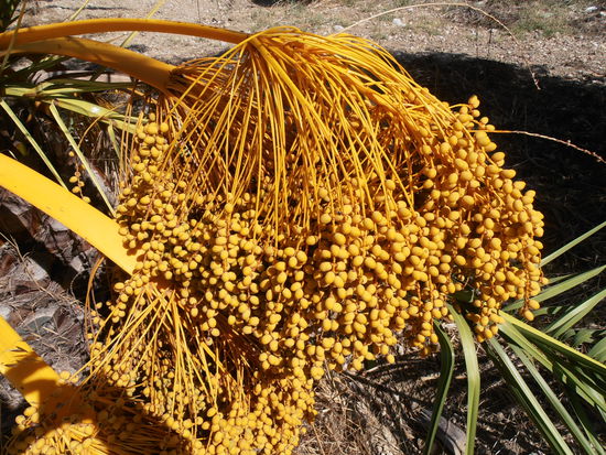 Heranreifende Datteln