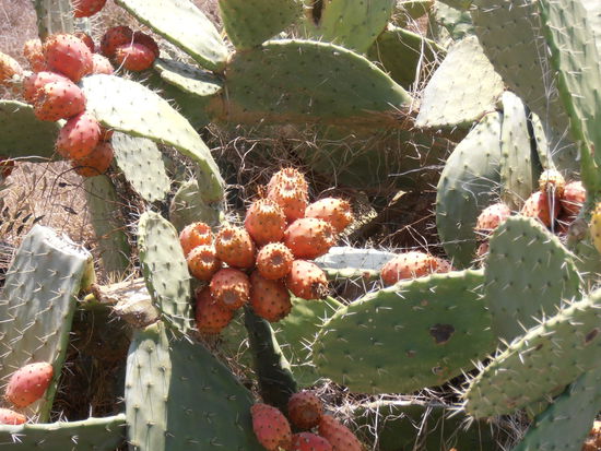Kaktusfrüchte, ich hasse sie.