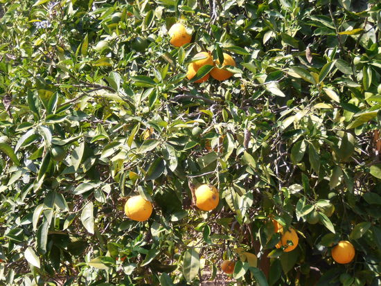 Auch die Orangen sind gut unterwegs