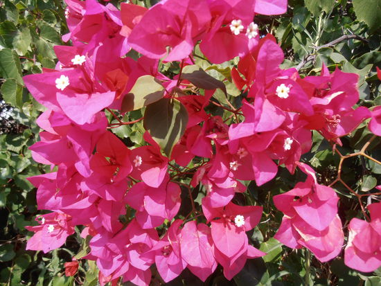 Weiß ich nicht wie's geschrieben wird (Buckenvillia)