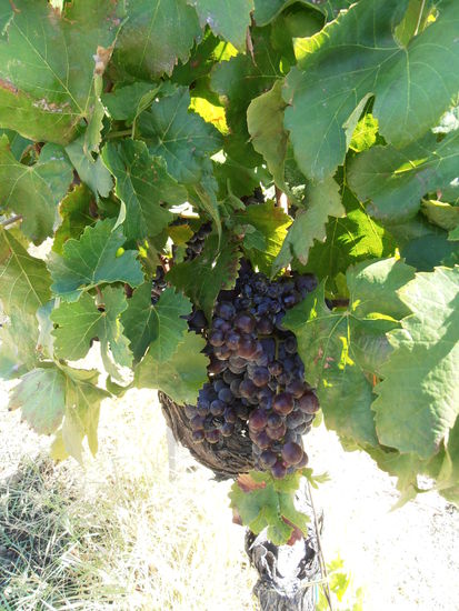 Ich spüre schon jezt den Rotwein auf meiner Zunge, und mich in Zeiten zurück versetzt, wo wir den Rotwein selbst gemacht haben.