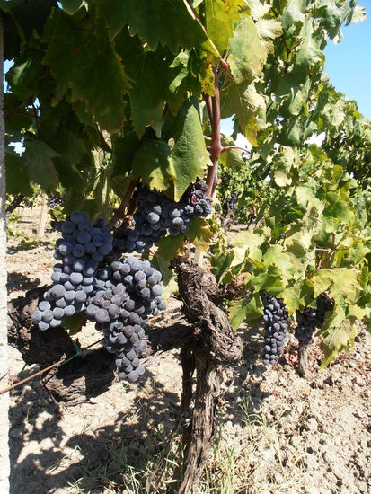 ......die Trauben waren sowas von süss, das muss ein grandioser Wein werden.