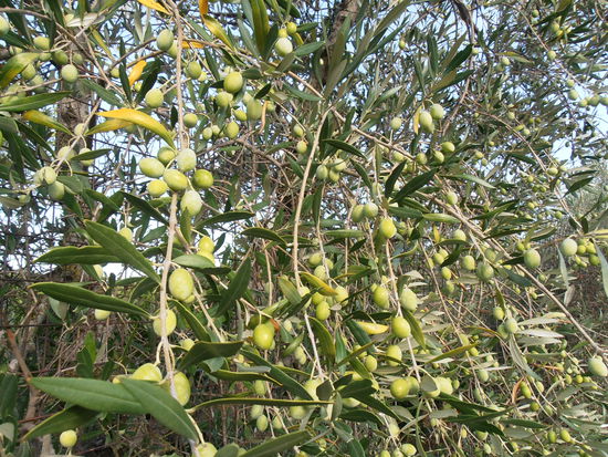 Ich habe selten eine soche Ansammlung von Olivenplantagen gesehen und wo die Bäume so extrem getragen haben. Ich liebe Oliven am besten so, wie sie meine Frau zubereitet mit viel Knoblauch und Petersilie