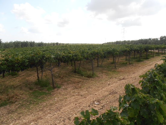 nicht enden wollende Weinplantagen......