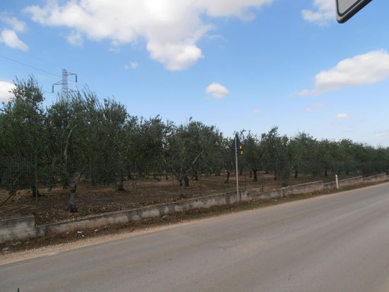 ....und Olivenplantagen